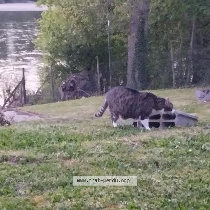Photo 1/1 Cookie Chat perdu à Myennes