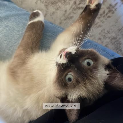 Photo 1/1 Yassa Chat perdu à Mont de marsan