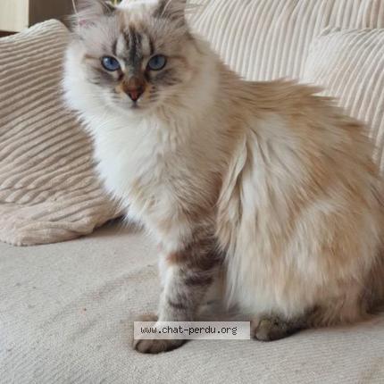 Photo 1/1 Duchesse Chat perdu à Pinet