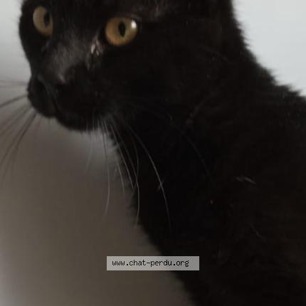 Photo 1/1 Chat trouvé Trouvé à Muret