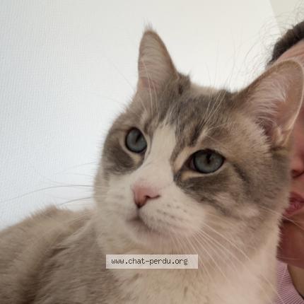 Photo 1/1 Emile Chat perdu à Suresnes