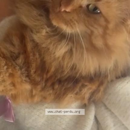 Photo 1/1 Baby’s Chat perdu à Irigny