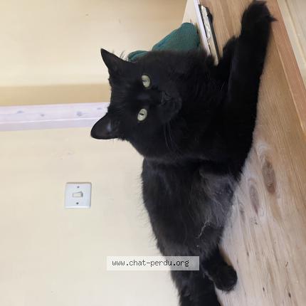 Photo 1/1 Mini Chat perdu à Lorgues