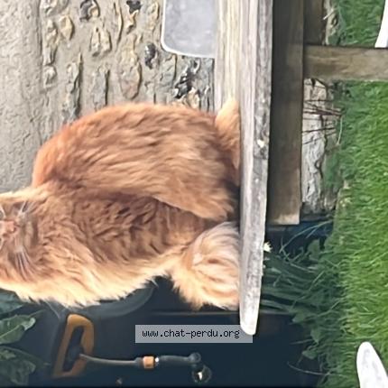 Photo 1/1 Charlie Chat perdu à Boncourt