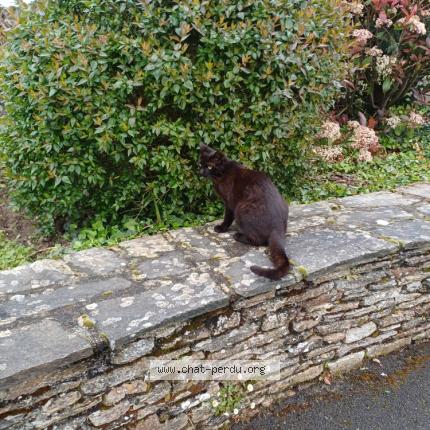 Photo 1/1 Chat trouvé Trouvé à La plaine sur mer