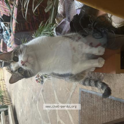 Photo 1/1 Mochi Chat perdu à La gresle