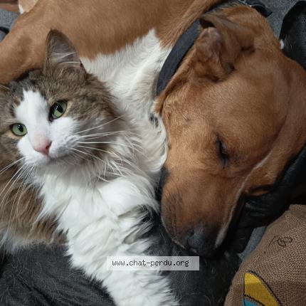 Photo 1/1 Oyo Chat perdu à Vichy