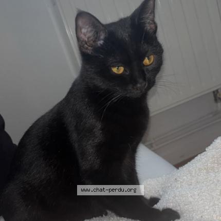 Photo 1/1 Zazie Chat perdu à Lys lez lannoy