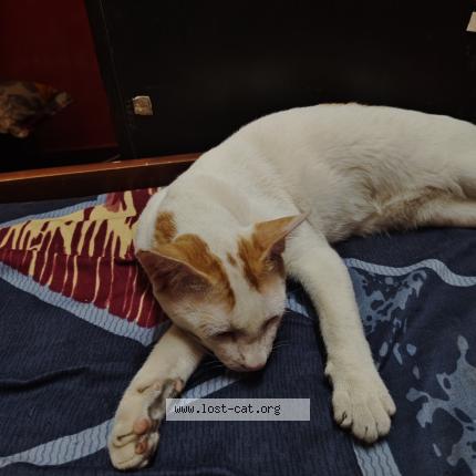 Photo 1/1 Tiger Chat perdu à West tambaram