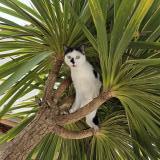 Photo de chat perdu à Allauch