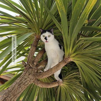 Photo 1/2 MIKADO Chat perdu à Allauch