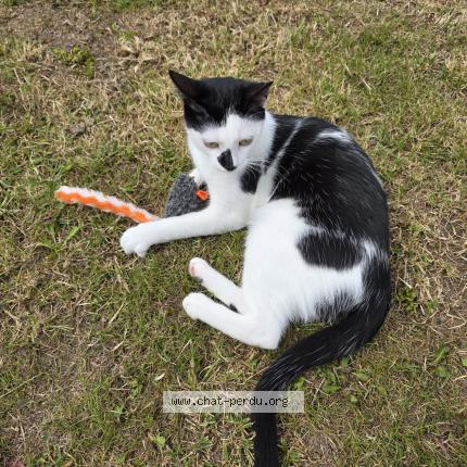 Photo 2/2 MIKADO Chat perdu à Allauch