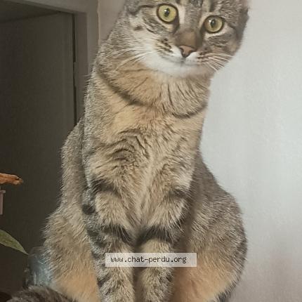 Photo 1/1 Mina Chat perdu à Chalais