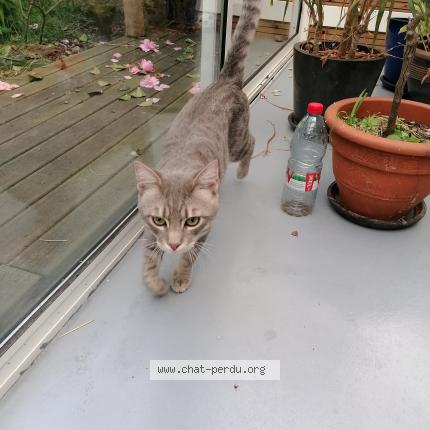 Photo 1/1 Chat trouvé Trouvé à Chatellerault