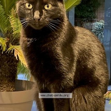 Photo 1/1 NALA Chat perdu à Saint germain les corbeil