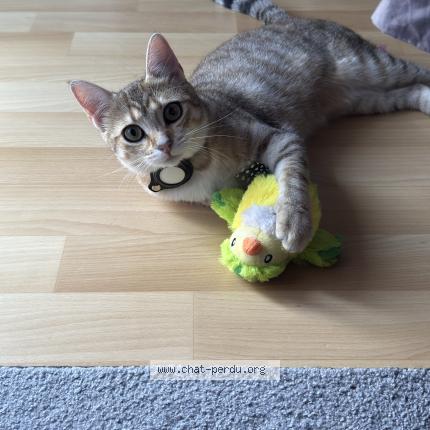 Photo 1/1 Gaia Chat perdu à Royan