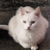 Photo de chat trouvé à Marseille