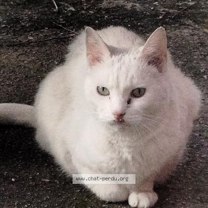 Photo 1/1 Chat trouvé Trouvé à Marseille