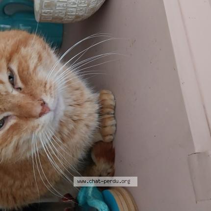 Photo 1/1 Chat trouvé Trouvé à Tourcoing