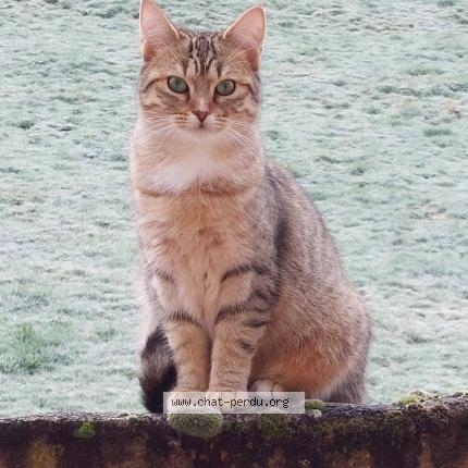 Photo 1/1 Lilo Chat perdu à Thizy les bourgs