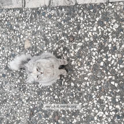 Photo 1/1 Chat trouvé Trouvé à Nieul sur mer