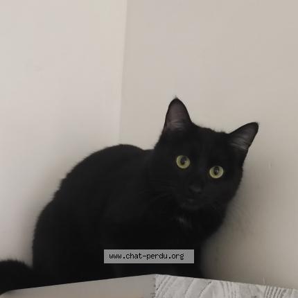 Photo 1/1 Loki Chat perdu à Poitiers