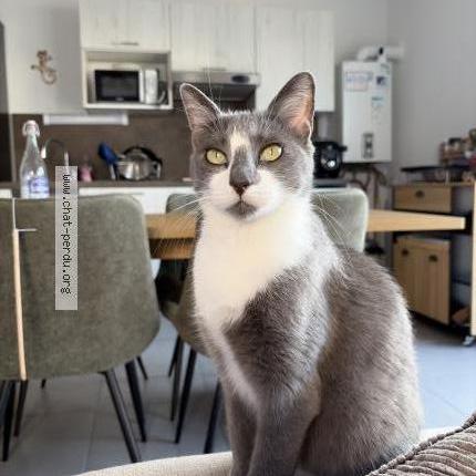 Photo de chat perdu à Tours