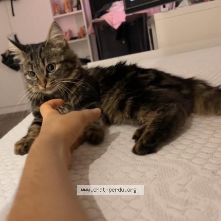 Photo 1/1 Blue Chat perdu à Choisy le roi
