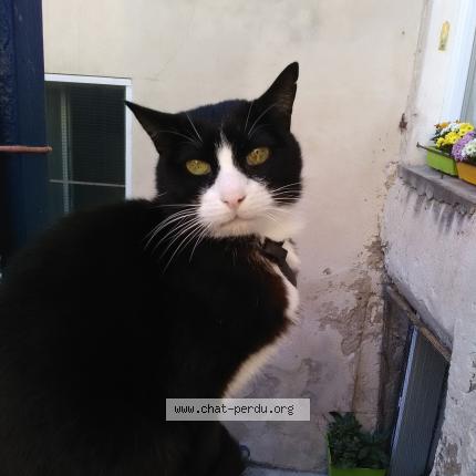 Photo 1/1 Emir Chat perdu à Orgon
