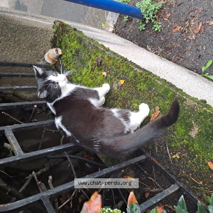 Photo 1/1 Chat trouvé Trouvé à St chamond