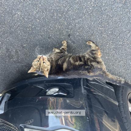 Photo 1/1 Chat trouvé Trouvé à Houilles