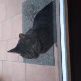 Photo de chat trouvé à Bruxelles