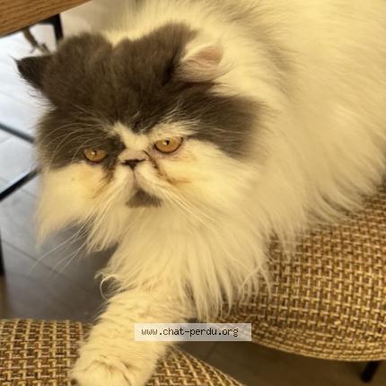 Photo 1/4 Olaf Chat perdu à Saint gilles