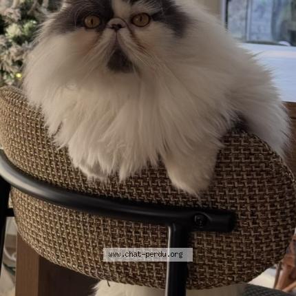 Photo 2/4 Olaf Chat perdu à Saint gilles