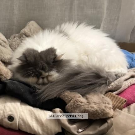 Photo 3/4 Olaf Chat perdu à Saint gilles