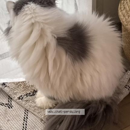 Photo 4/4 Olaf Chat perdu à Saint gilles