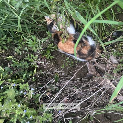 Photo 1/1 Chat trouvé Trouvé à Borderes