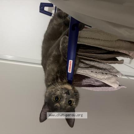 Photo 1/1 Nabi Chat perdu à Checy