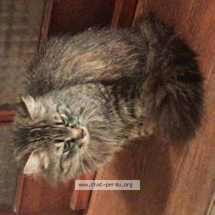 Photo 1/1 Chat trouvé Trouvé à Plesse