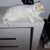 Photo de chat perdu à Wavreille