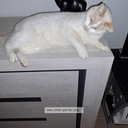 Photo 1/1 Pitchou Chat perdu à Wavreille