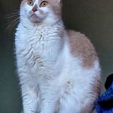 Photo de chat perdu à Waterloo