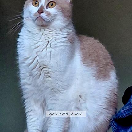 Photo 1/1 Cappuccino Chat perdu à Waterloo