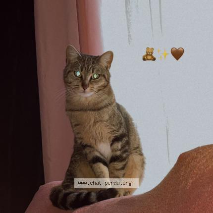 Photo 1/1 Souna Chat perdu à Villeneuve d ascq