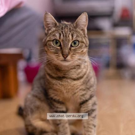 Photo 1/1 D&eacute;lia Chat perdu à Pontoise