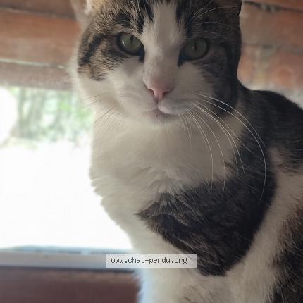 Photo 1/1 Teddy Chat perdu à Metz