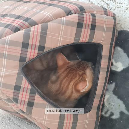 Photo 1/1 Chat trouvé Trouvé à Dole