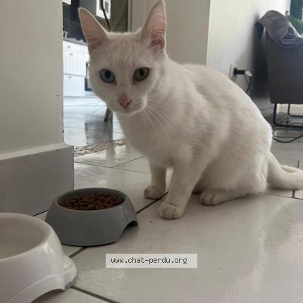 Photo 1/1 ZORBA Chat perdu à La rochelle