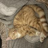 Photo de chat perdu à Nodebais