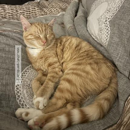 Photo 1/1 SIMBA Chat perdu à Nodebais